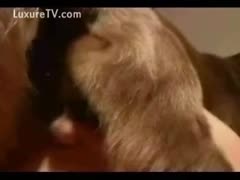 Furry dog loving with this perverted doxy